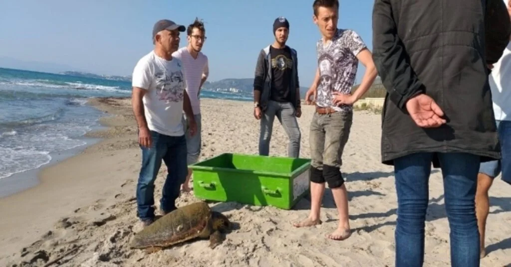 Kuşadasında Olta İğnesi Yutan Caretta Caretta Kurtarılamadı