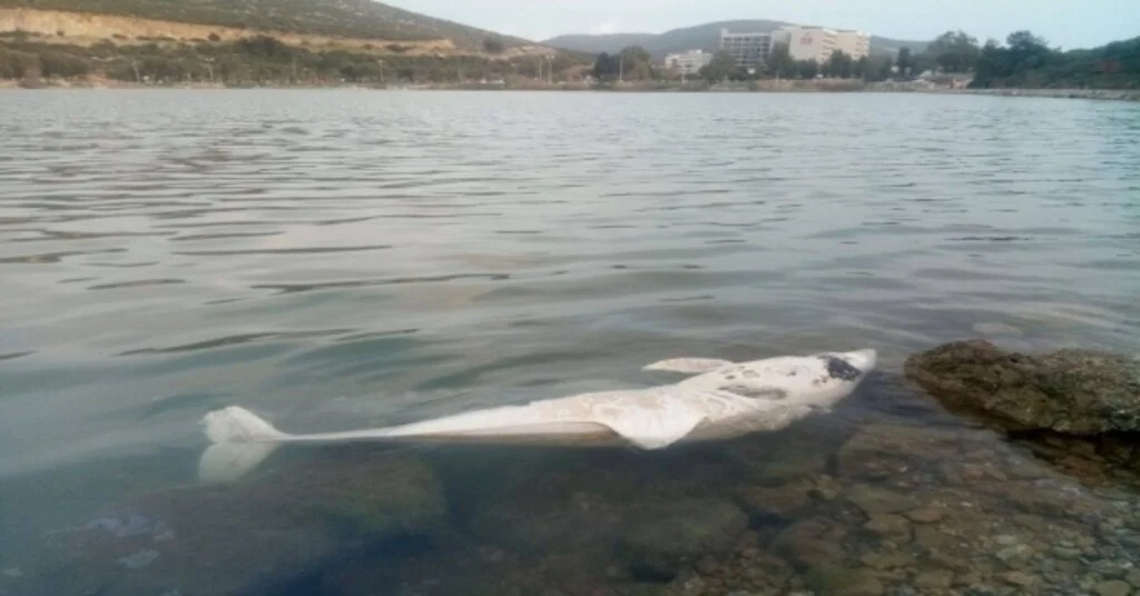 Kuşadasında Yunus Ve Caretta Caretta Ölüleri Bulundu