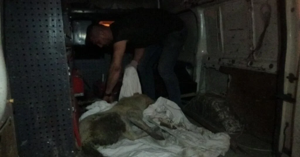 Kütahyada Trafik Kazasında Yaralanan 2 Kedi Ve 1 Köpek İçin Gece Yarısı Seferberlik