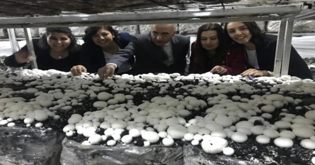 Mantar Üretim Tesislerinde İlk Hasat Yapıldı