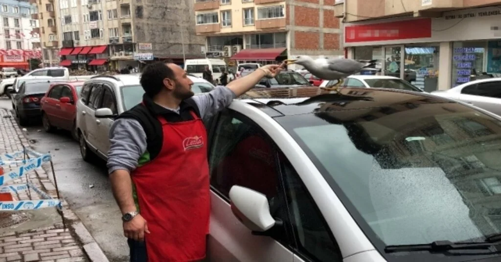 Martı İle Esnafın Dostluğu