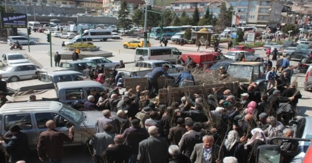 Tosyada 6 Bin Adet Fidan Dağıtıldı
