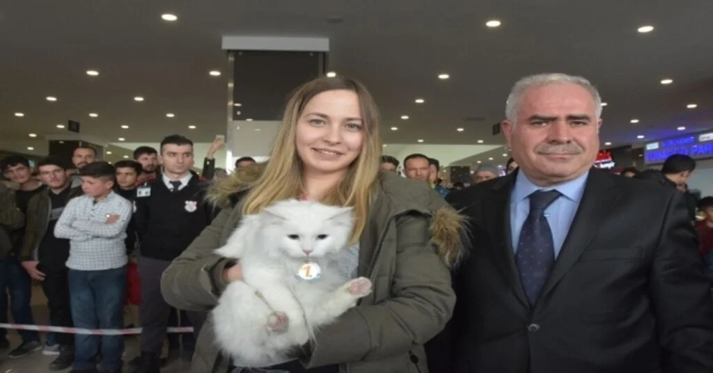 Van Kedisi Güzellik Yarışması