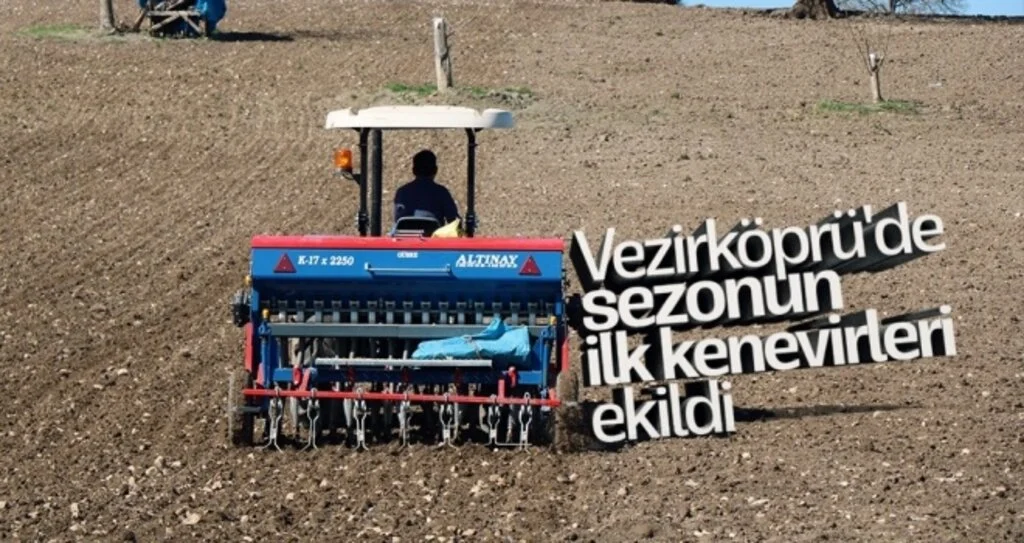 Vezirköprü'de sezonun ilk kenevirleri ekildi