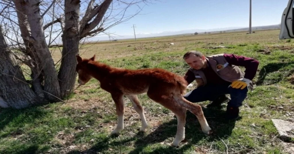 Yaralı Halde Bulunan Yavru Yılkı Tayı Tedavi Altına Alındı