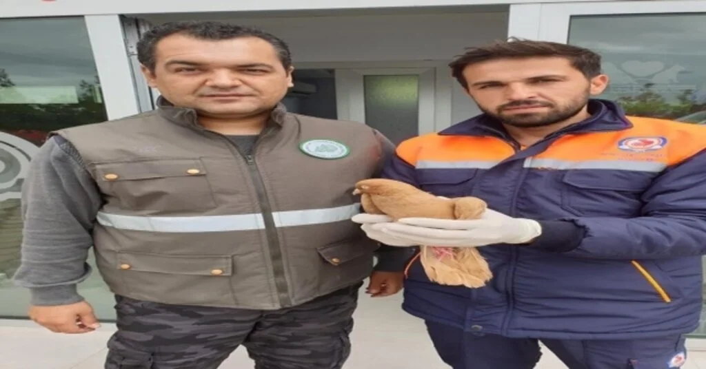 Ağaçta Mahsur Kalan Yaralı Güvercini İtfaiye Kurtardı
