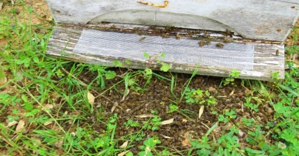 Aydında Arıcılar Şok Yaşadı, Binlerce Arı Çırpına Çırpına Telef Oldu