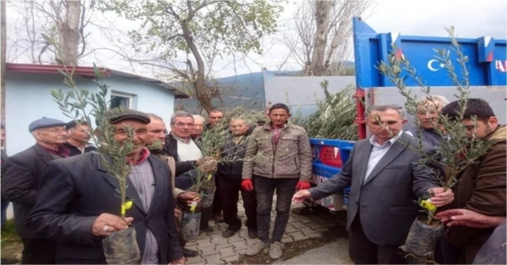 Aydında Sertifikalı Zeytin Fidanı Dağıtımı Başladı