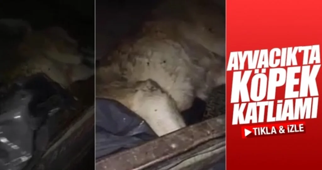 Ayvacık'ta köpek katliamını kim yaptı?