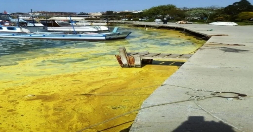 Ayvalıkta Deniz Üzerindeki Sarı Tabaka Şaşırttı