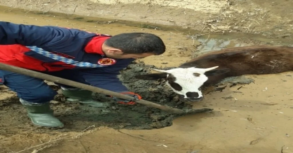 Bingölde Çamura Gömülen İnek Kurtarıldı