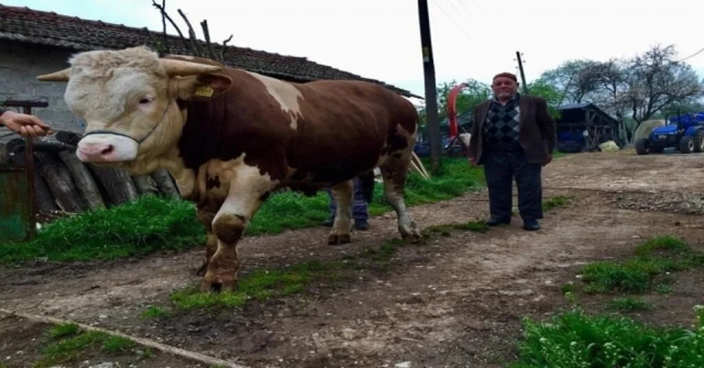 Damat 2 Yaşına Gelmeden 1 Ton Ağırlığa Ulaştı