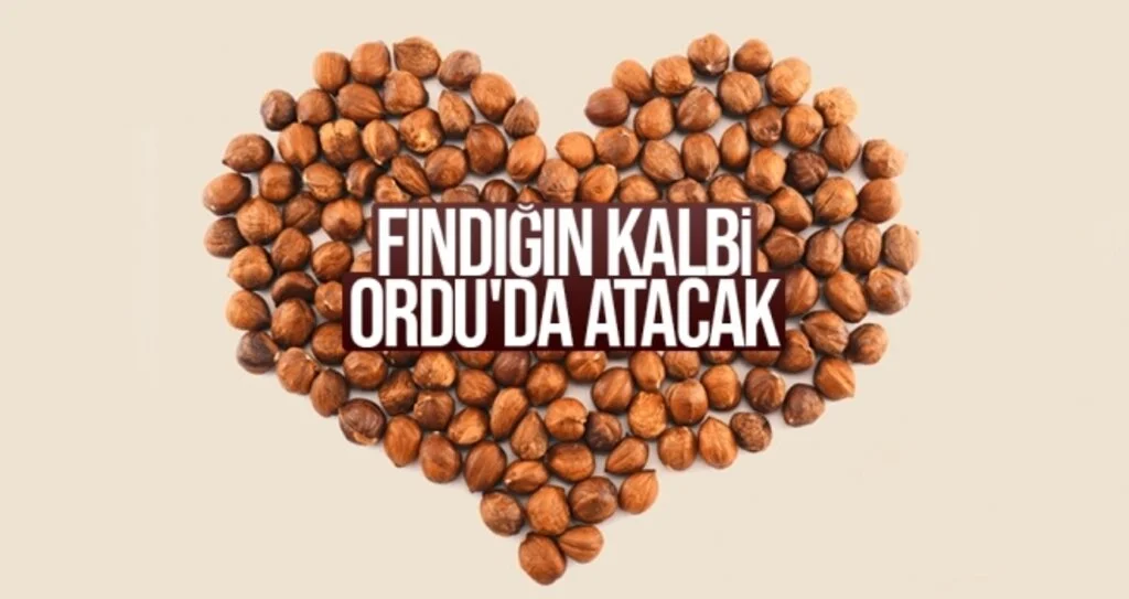 Fındığın kalbi Ordu'da atacak