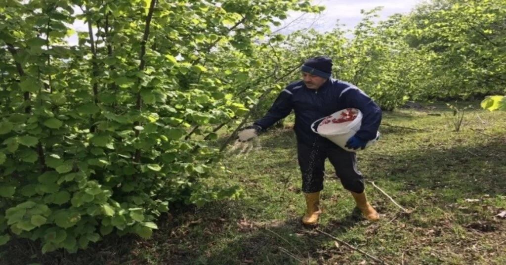 Fındık Üreticisi Bakım İçin Bahçede