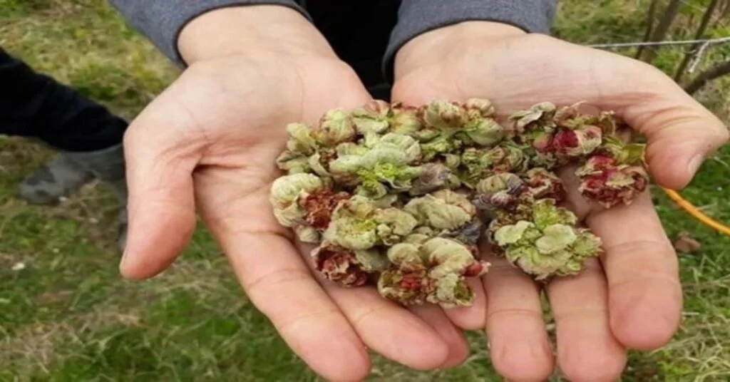 Fındıkta ‘Kozalak Akarı Zararlısına Karşı Üreticiler Bilgilendiriliyor