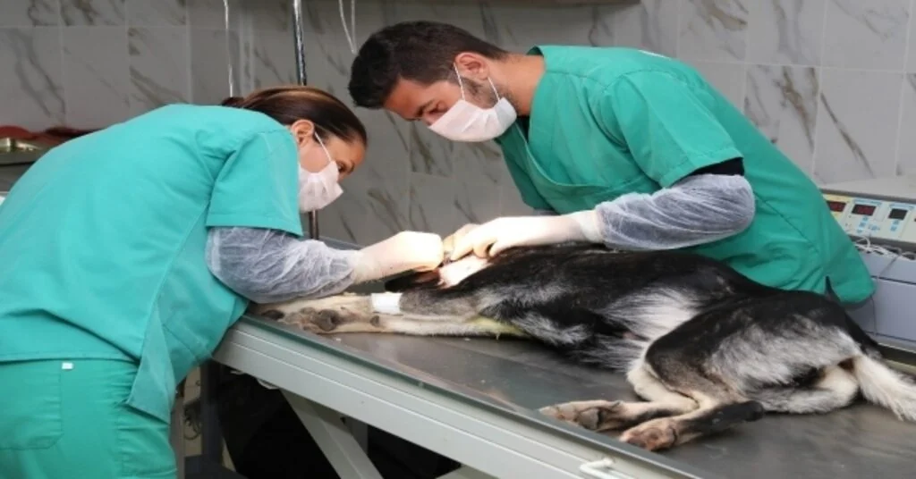 Gözünden Darbe Alan Sokak Köpeğine Mersin Büyükşehir Belediyesi Sahip Çıktı