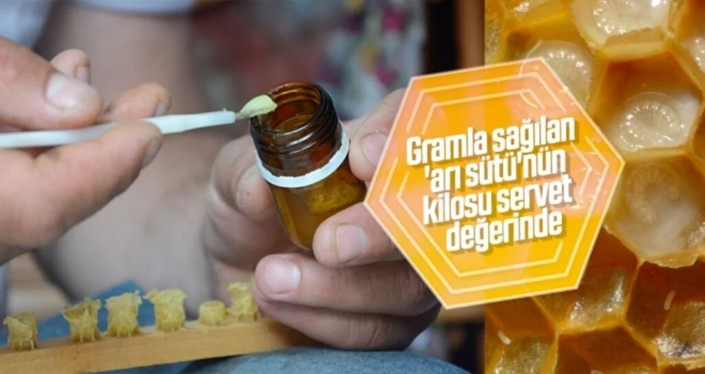 Gramla sağılan 'arı sütü'nün kilosu servet değerinde