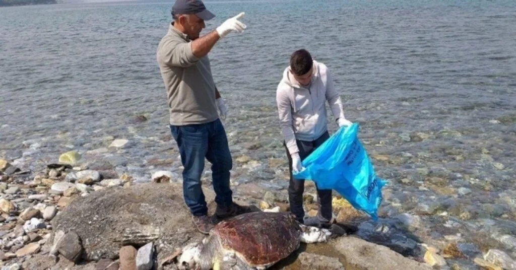 Güzelçamlıda Sahile İki Caretta Caretta Ölüsü Vurdu