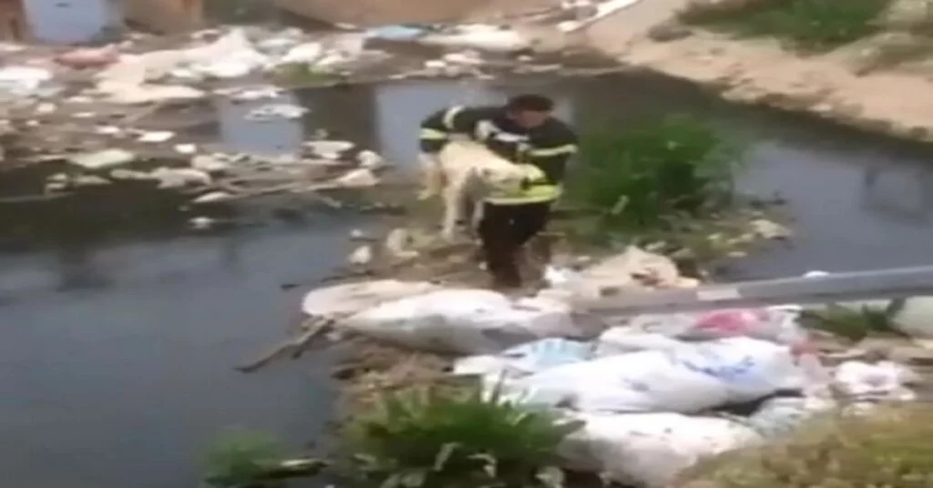 Kanalda Mahsur Kalan Köpeğe İtfaiye Kurtardı