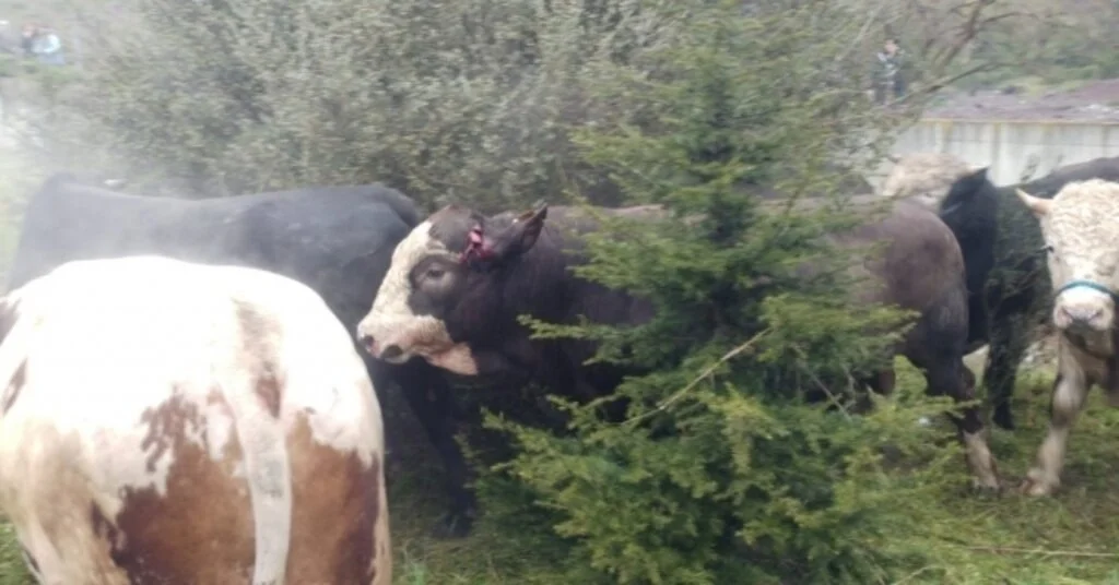Kocaeli Tem Otoyolunda 2 Tır Devrildi