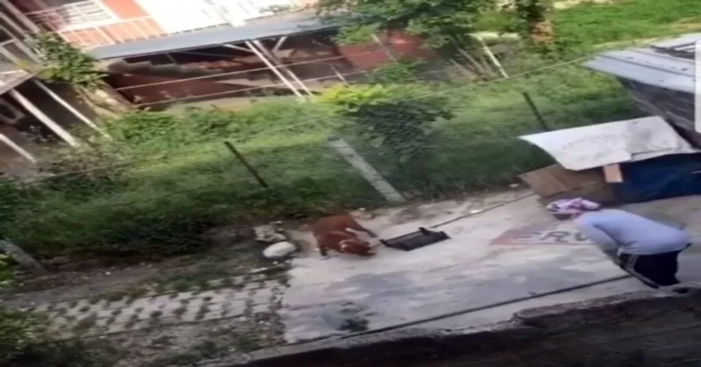 Köpekle Kavga Eden Kadına Tepki Yağdı