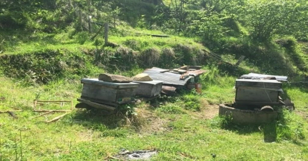 Köye Dadanan Ayı, Köylülerde Huzur Bırakmadı