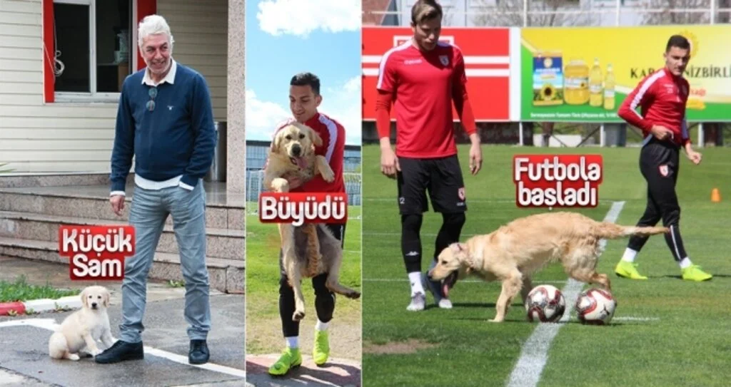 Küçük 'Sam' büyüdü, futbola başladı