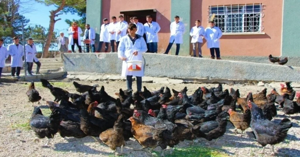 Liseliler Tavuk Yetiştiriyor