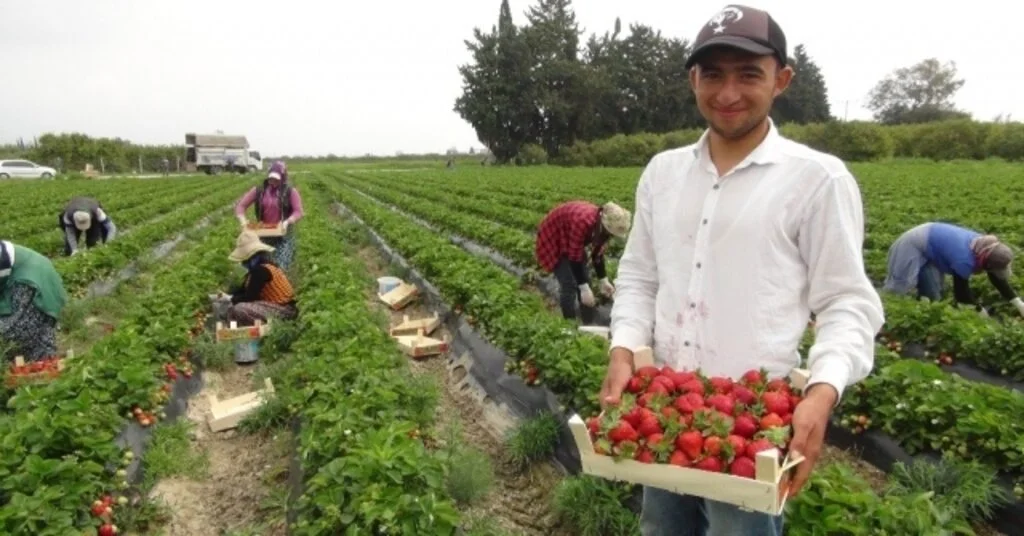 Mersinde Açıkta Çilek Hasadı Başladı, Rusya Talebi Arttırdı