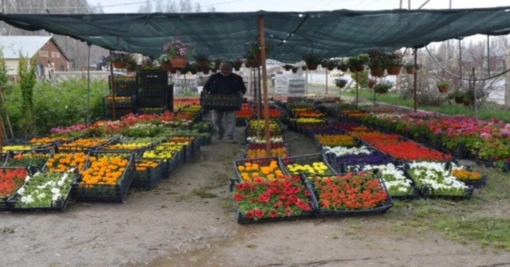 Muş‘Ta Sera Çiçekleri Satışa Sunuldu