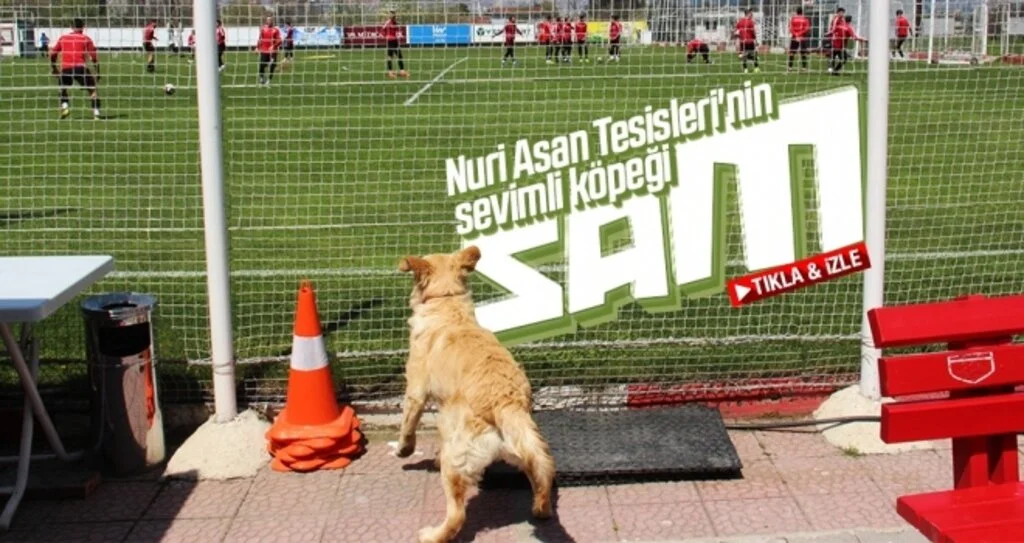 Nuri Asan Tesisleri'nin sevimli köpeği 'Sam'