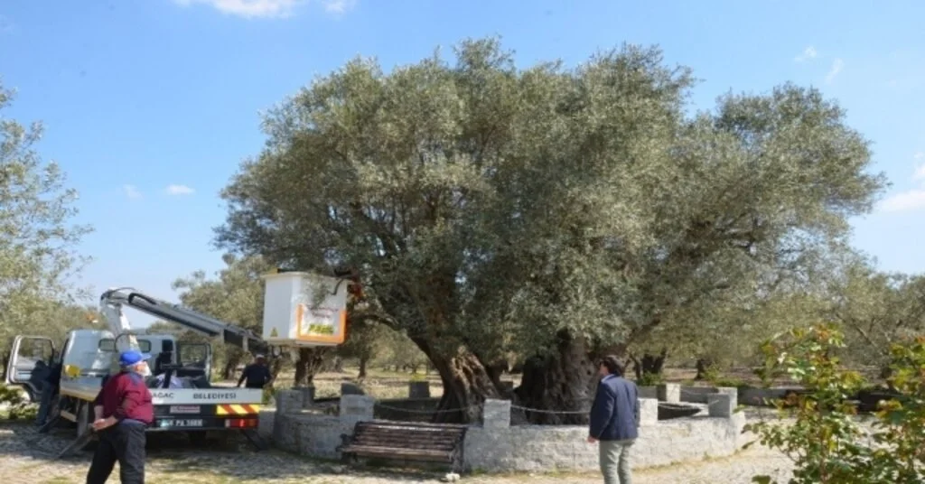 (Özel) Kırkağaçtaki Bin 657 Yıllık Zeytin Ağacına Bakım