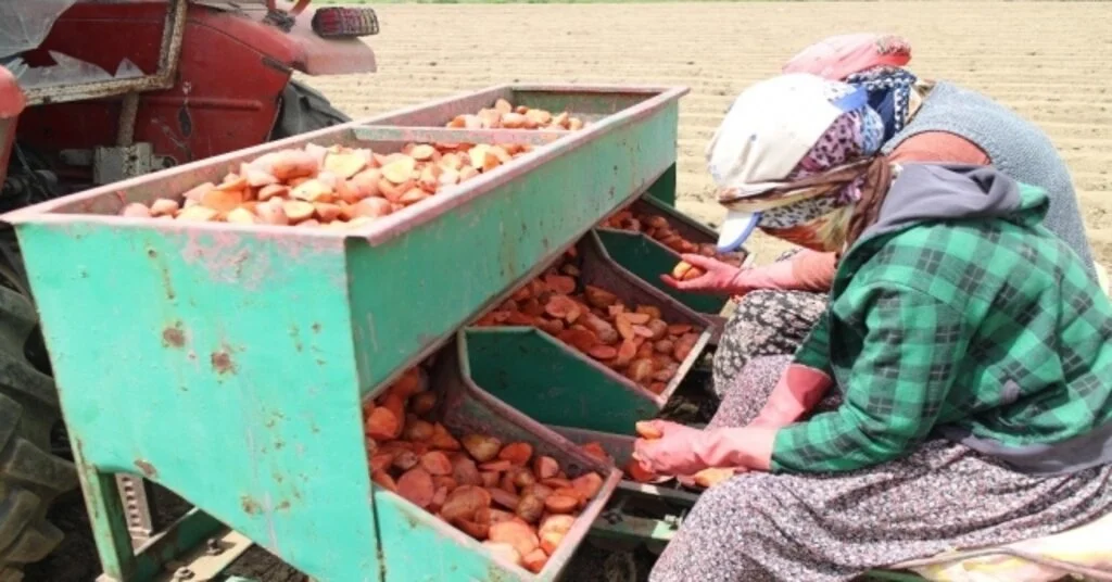 (Özel) Patatesin Fiyatı 1,5 Liraya Kadar Düşer