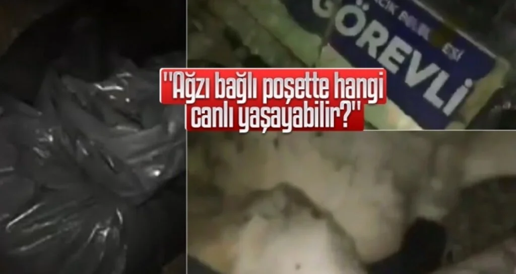 Poşete ölü köpek koyulur 