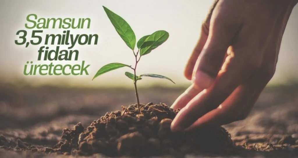 Samsun 3,5 milyon fidan üretecek 