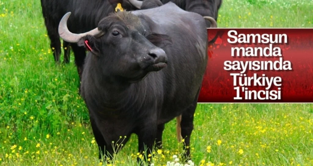 Samsun Manda Sayısında Türkiye 1'incisi, Büyükbaşta İse Türkiye 9'uncusu