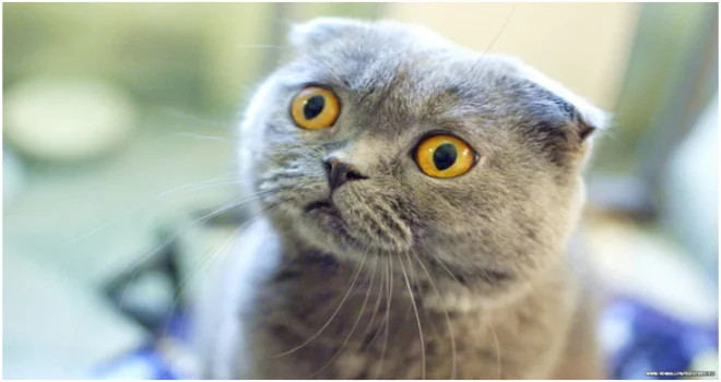 Scottish Fold Evcil Kedi Özellikleri