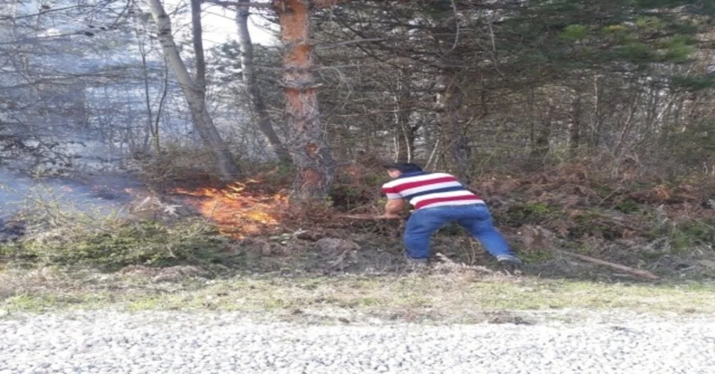 Sinopta Orman Yangını