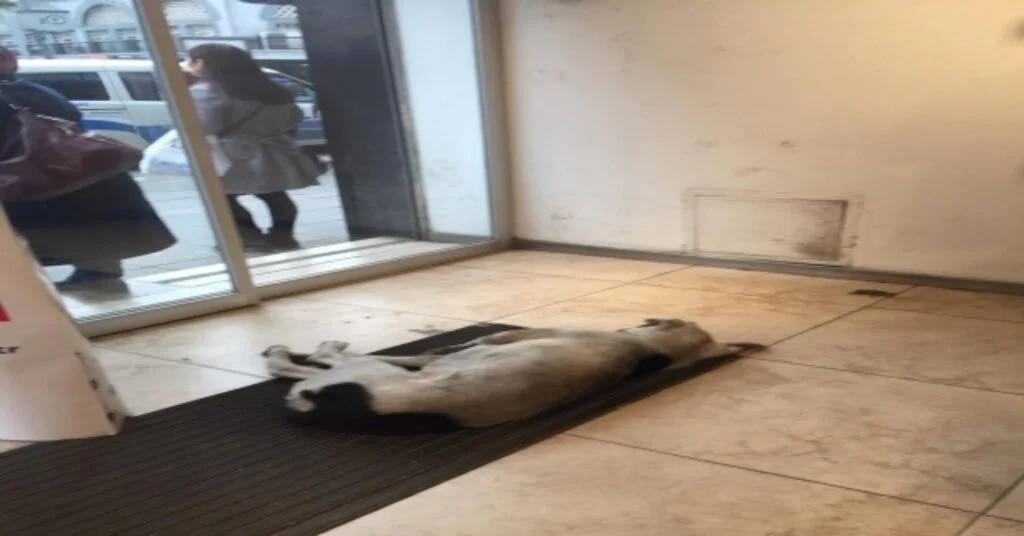 Soğuktan Donmak Üzere Sokak Köpeğine Sahip Çıktılar