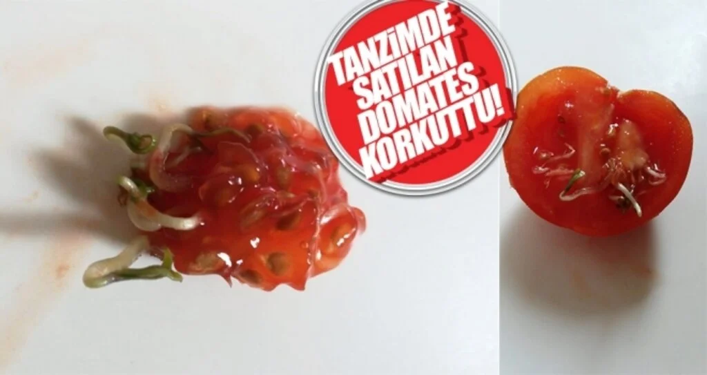 Tanzimde satılan 'domates' korkuttu!