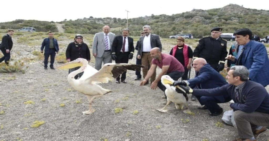 Tedavileri Tamamlanan 2 Pelikan Ve Leylek Doğaya Salındı