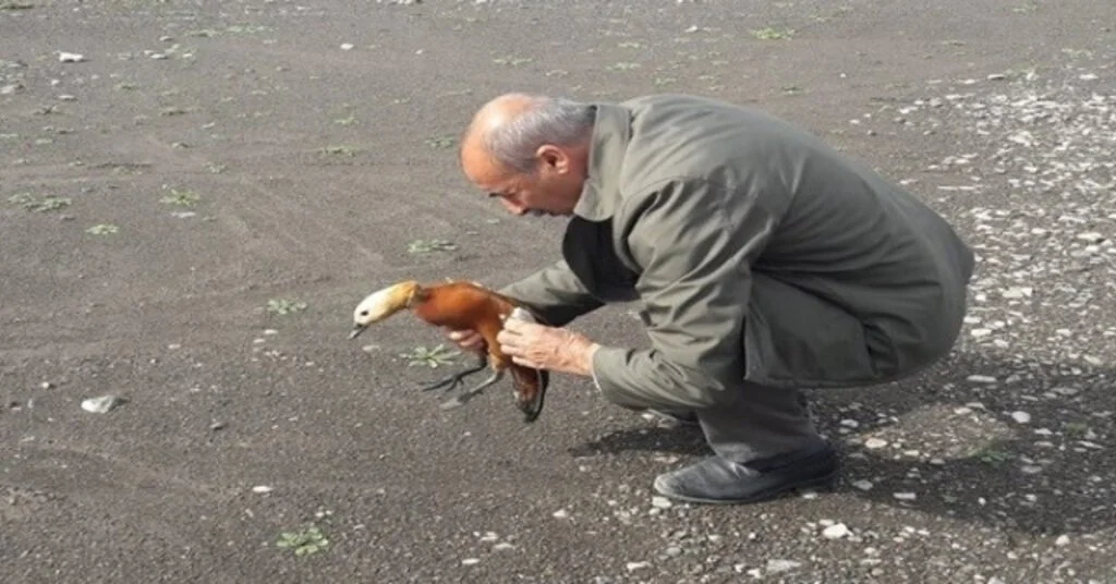 Tedavisi Yapılan Angıt Kuşu Doğaya Bırakıldı