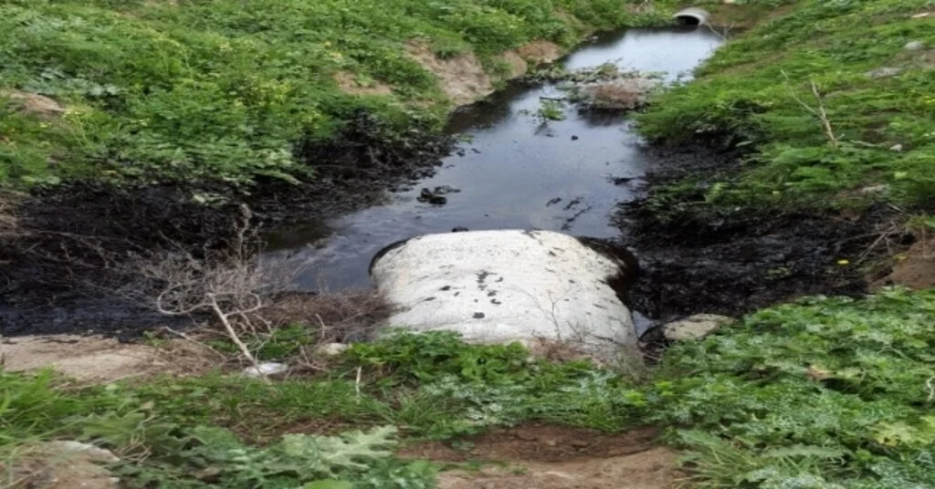 Tekirdağda Dereye Kimyasal Atık Döküldüğü İddiası