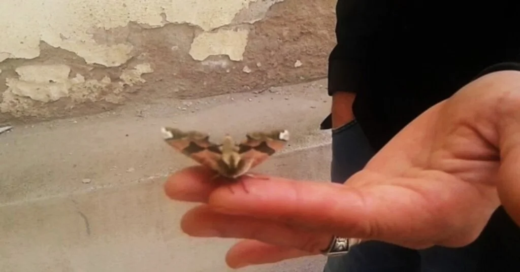 Tekirdağda Görülen Kelebek Hayrete Düşürdü