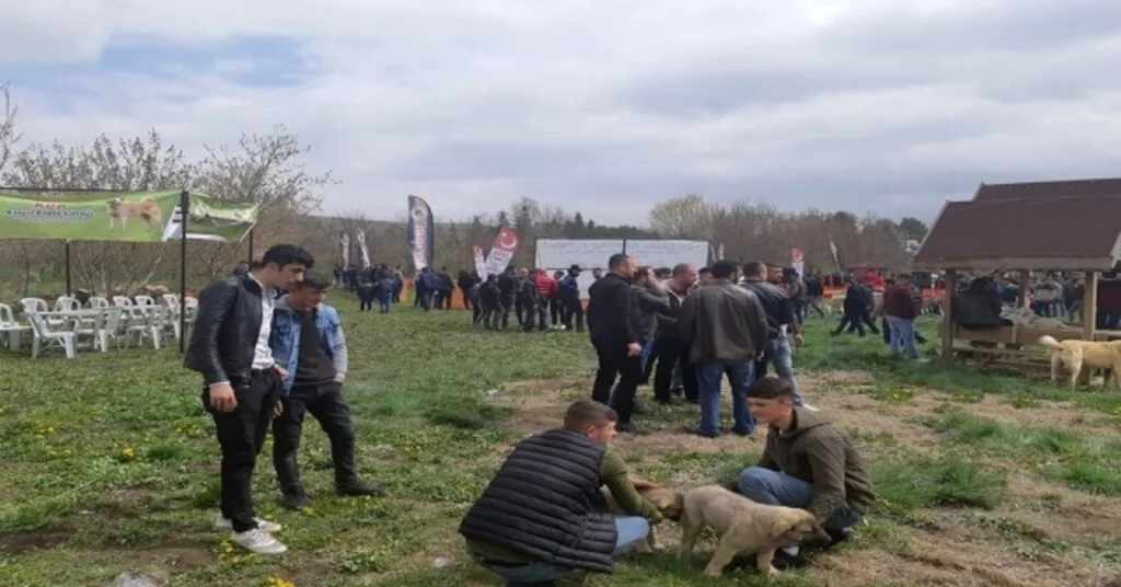Türk Çoban Köpeği Festivalinde Köpekler Yarıştı