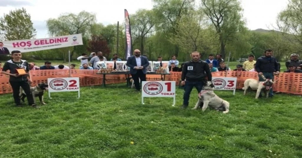 Türk Çoban Köpekleri Tokatta Podyuma Çıktı