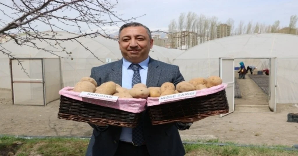 Türkiyeye 2 Milli Patates Çeşidi Daha Tescillendi