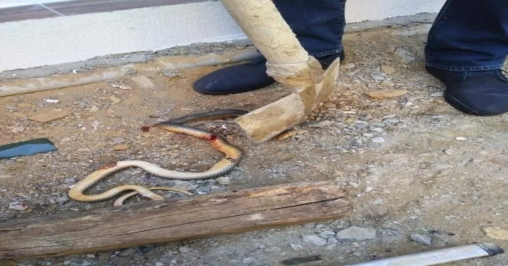 Vahşet Görüntülerini Yılanla Dans Deyip Paylaştı