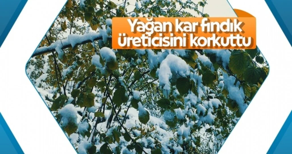 Yağan Kar Fındık Üreticisini Korkuttu