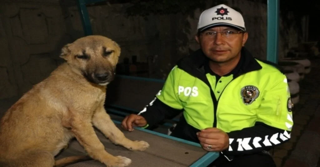 Yaralı Köpeğe Polis Sahip Çıktı